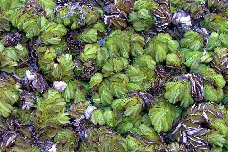 Imágen de la salvinia